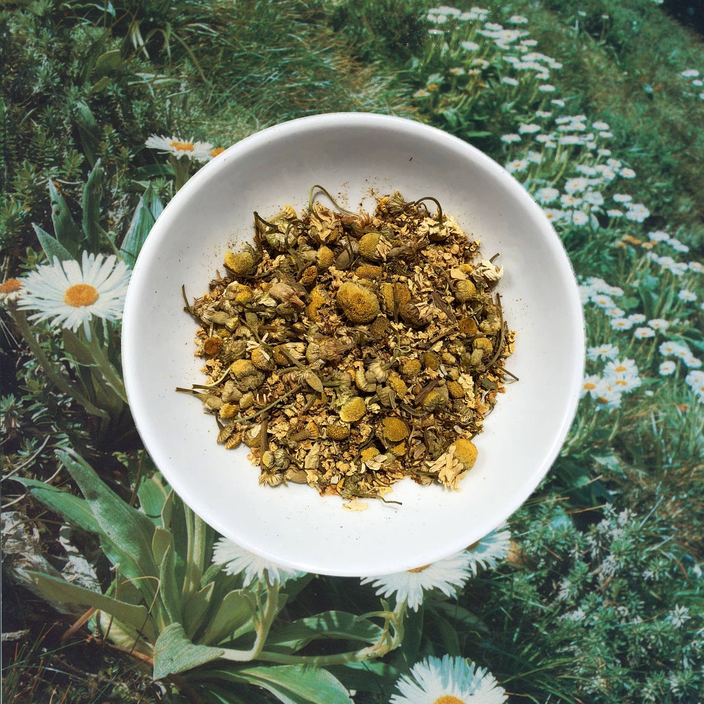 Flowerhead Tea Chamomillionaires Loose Tea