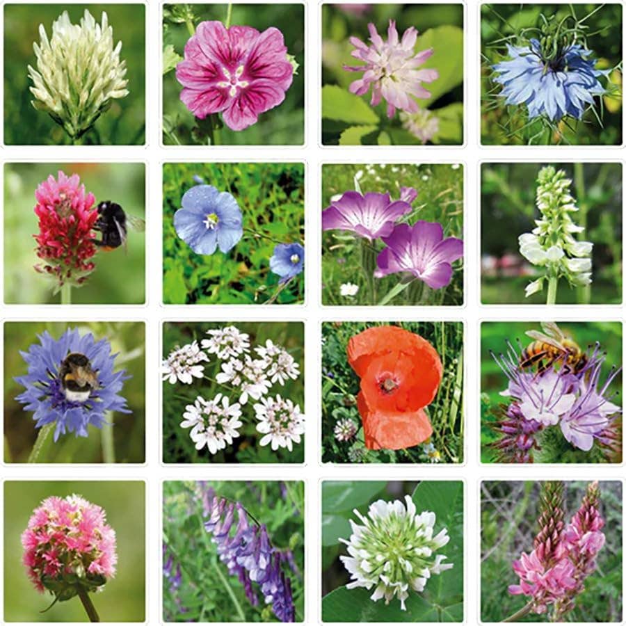 Blossombs Small Box - Dear Teacher, 7 Seed Bomb Balls