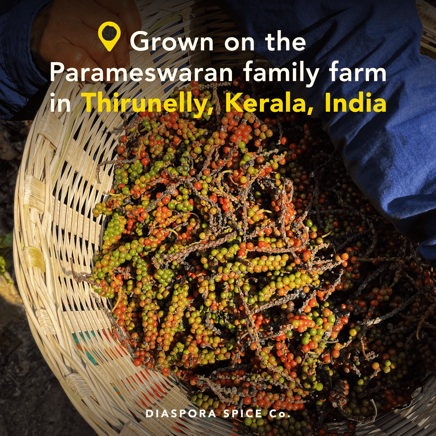 Diaspora Spice Whole Aranya Black Pepper, Single-Origin Spice